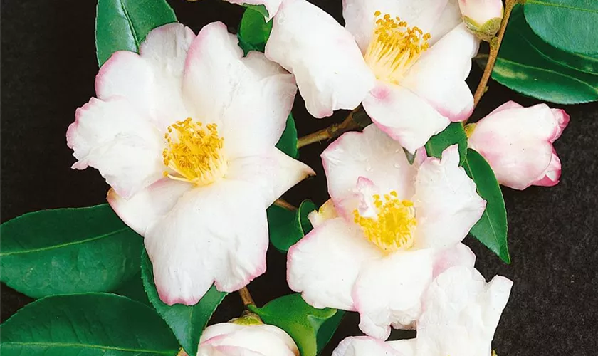 Camellia sasanqua 'Yoimachi'