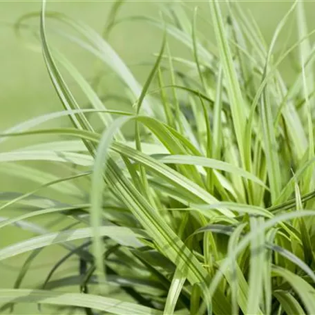 Carex caryophyllea 'The Beatles'