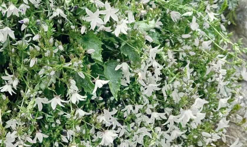 Garten-Hängepolster-Glockenblume 'Adansa White'