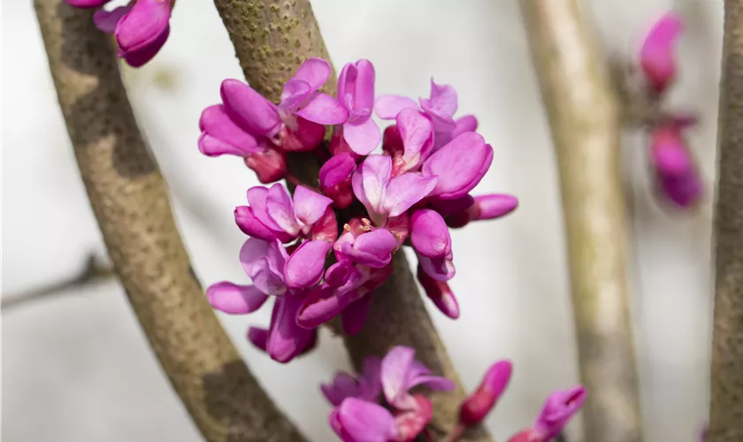 Cercis canadensis var. texensis 'Oklahoma', Stamm