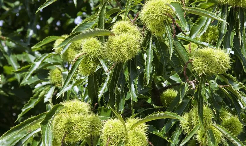 Castanea sativa 'Asplenifolia'