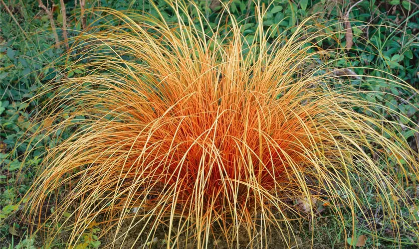 Carex comans 'Bronze Perfection'