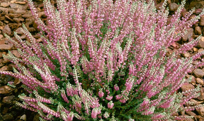 Calluna vulgaris 'Silver Knight'