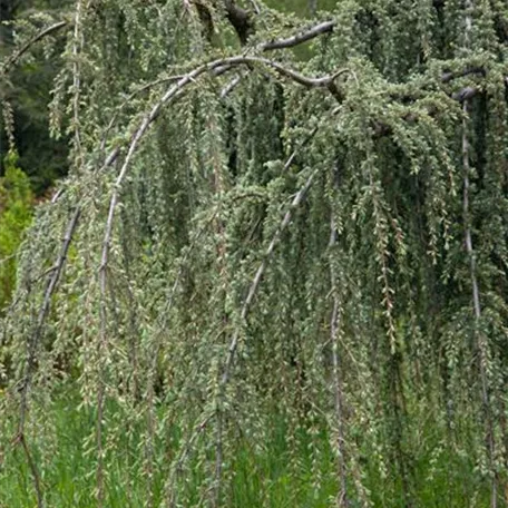 Cedrus libani 'Glauca Pendula'