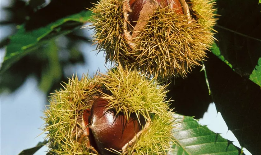 Castanea sativa 'Belle Epine'