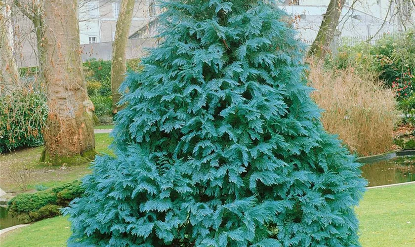 Gartenzypresse 'Glauca Elegans'