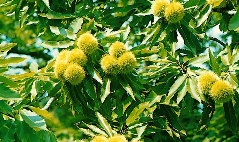 Castanea sativa 'Ecker 1'