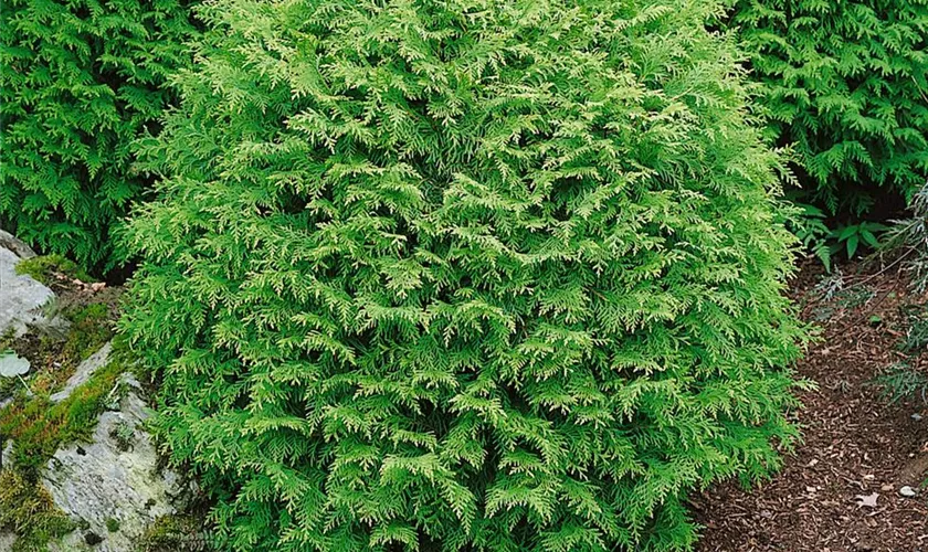 Chamaecyparis lawsoniana 'Globosa'