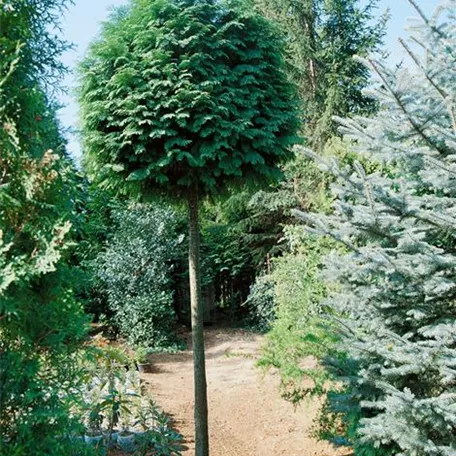 Chamaecyparis lawsoniana 'Alumii', Stamm