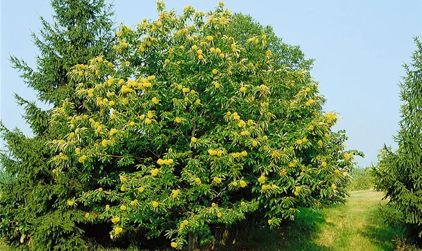 Castanea sativa 'Globosa'