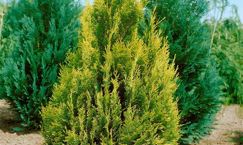 Gartenzypresse 'Gold Flake'