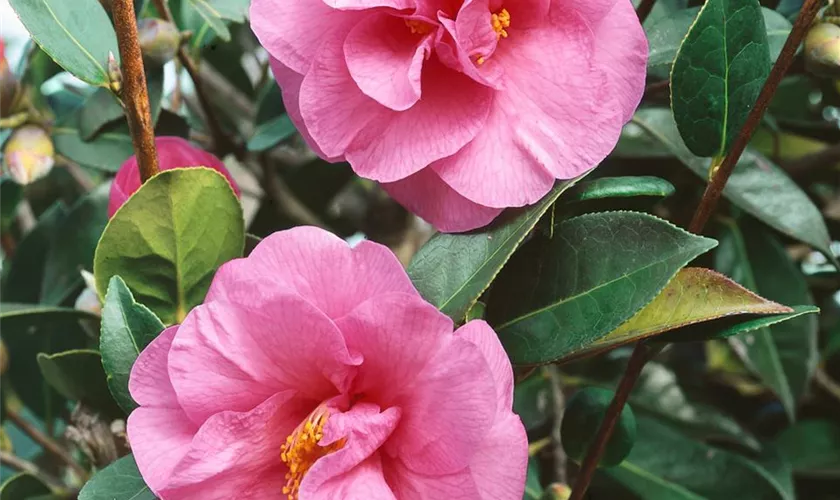 Camellia x williamsii 'Brigadoon'