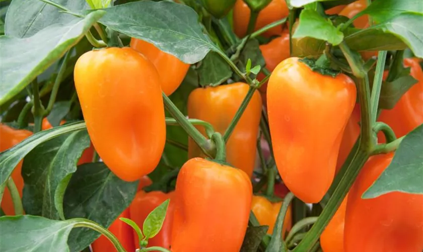 Paprika 'Orange Bell'