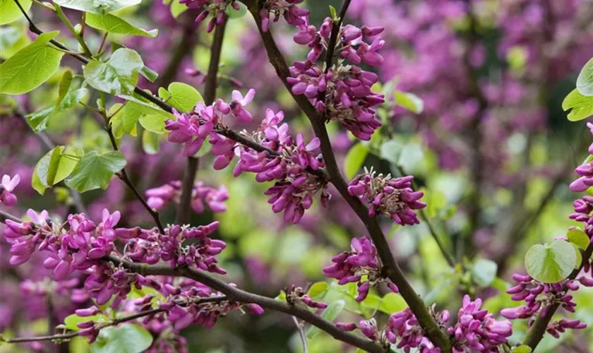 Gemeiner Judasbaum 'Bodnant'