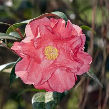 Camellia x williamsii 'Coral Delight'