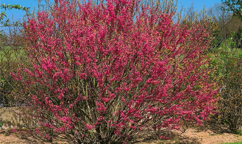 Gemeiner Judasbaum 'Rubrum'