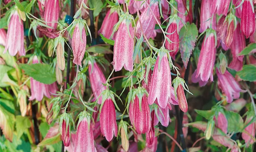 Gepunktete Glockenblume 'Cherry Bells'