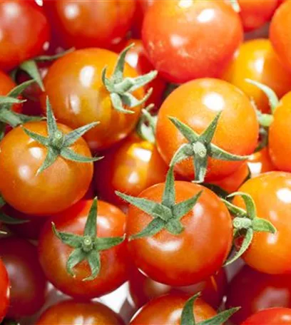 Die Tomate - Aroma, Schönheit und Genuss in eins