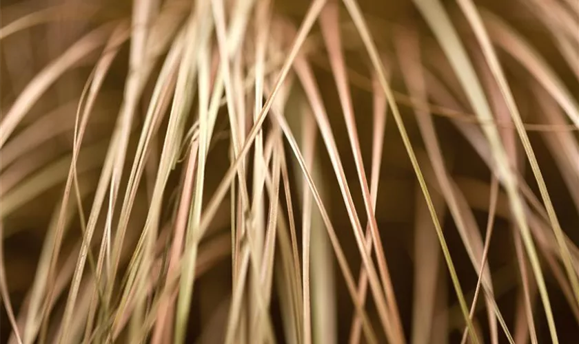 Carex flagellifera 'Bronzita'