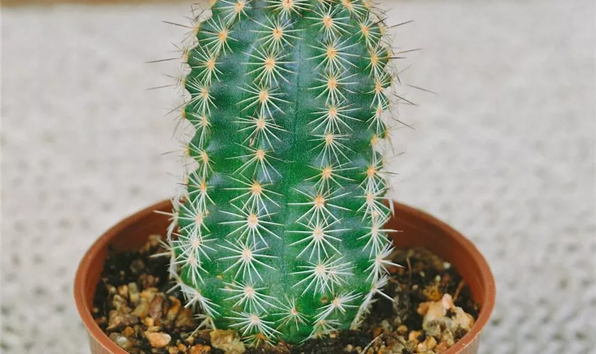 Cereus azureus