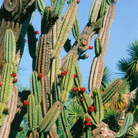 Cereus jamacaru