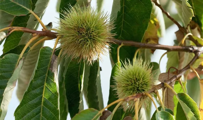 Castanea sativa 'Noire de Precoce'