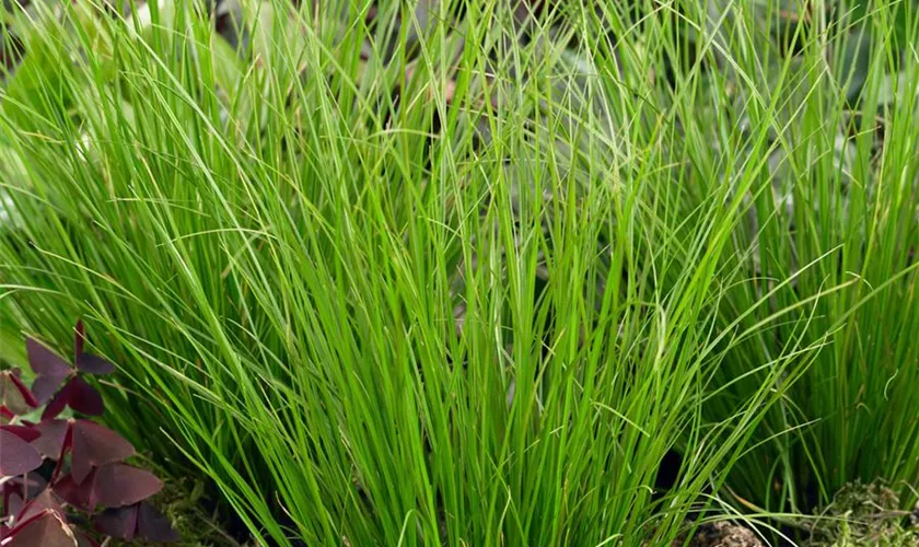 Carex howardii 'Phoenix Green'