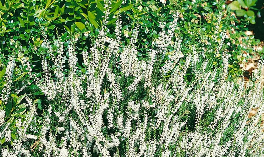 Calluna vulgaris 'White Coral'