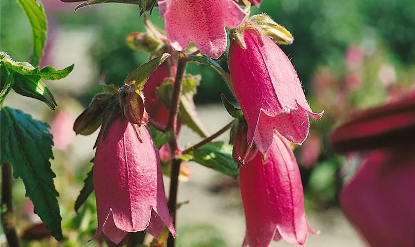 Gepunktete Glockenblume 'Rubra'