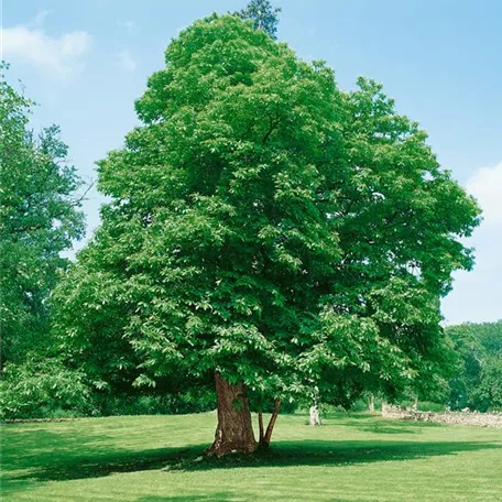 Esskastanie 'Prolifera'