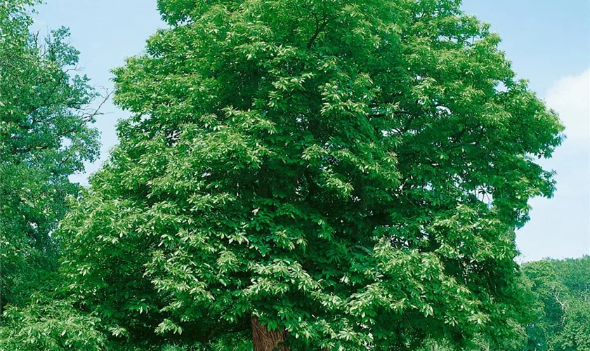 Castanea sativa 'Prolifera'