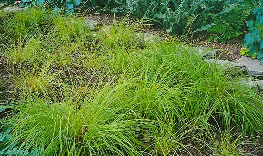 Carex montana 'Raureif'