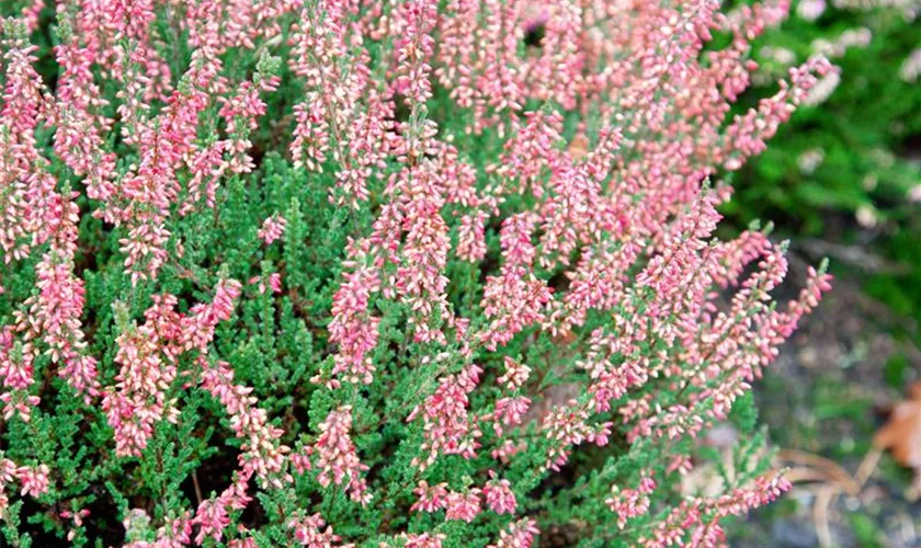 Winterharte Knospenheide Gardengirls® 'Larissa'(s)