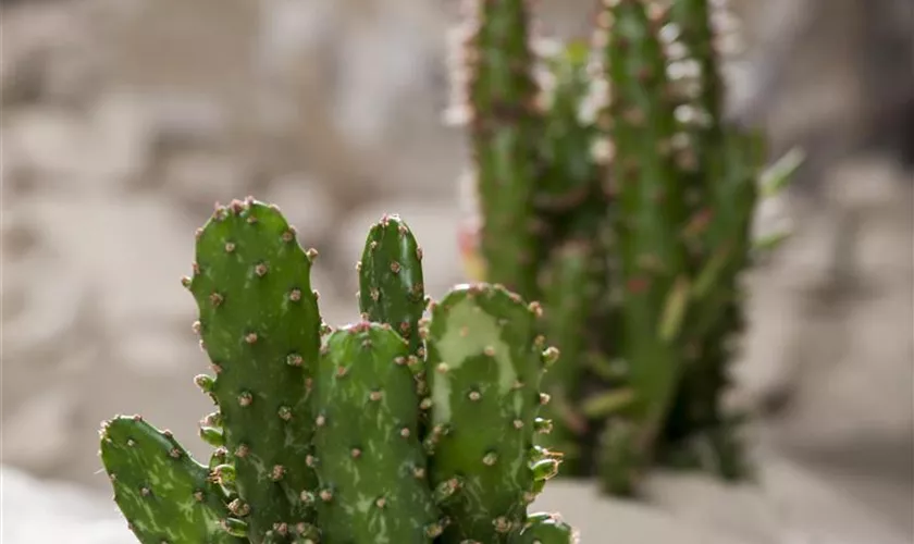 Cereus repandus 'Paolina'