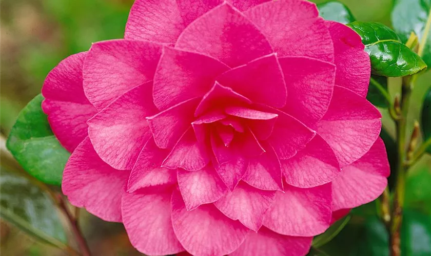 Camellia x williamsii 'Sun Song'