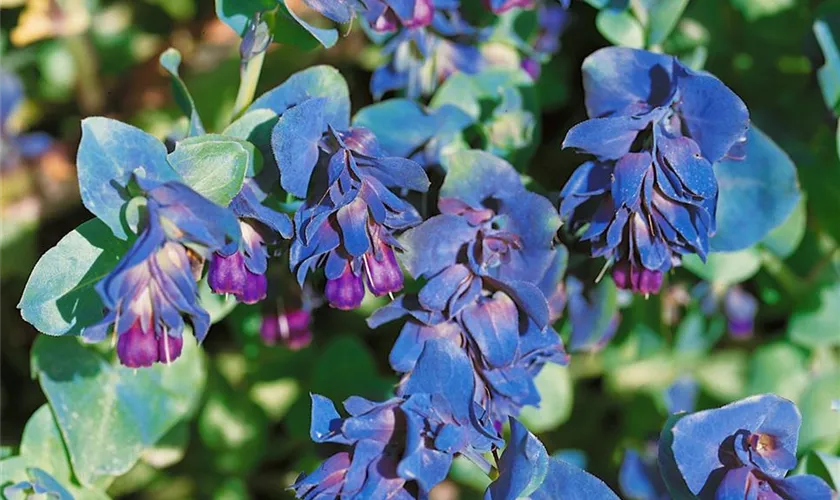 Große Wachsblume 'Purpurascens'