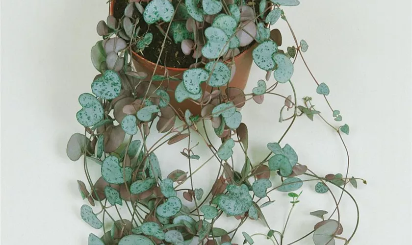 Ceropegia barklyi