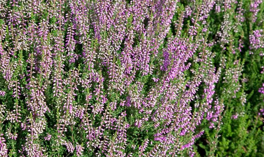 Calluna vulgaris 'Underwoodii'