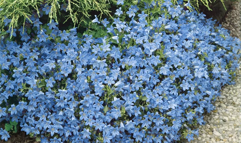 Campanula ramosissima 'Meteora'