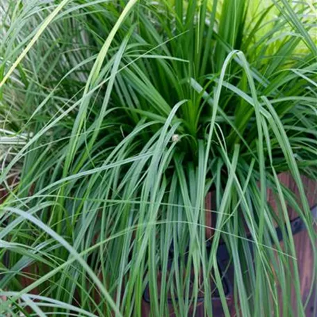 Carex morrowii ssp. foliosissima