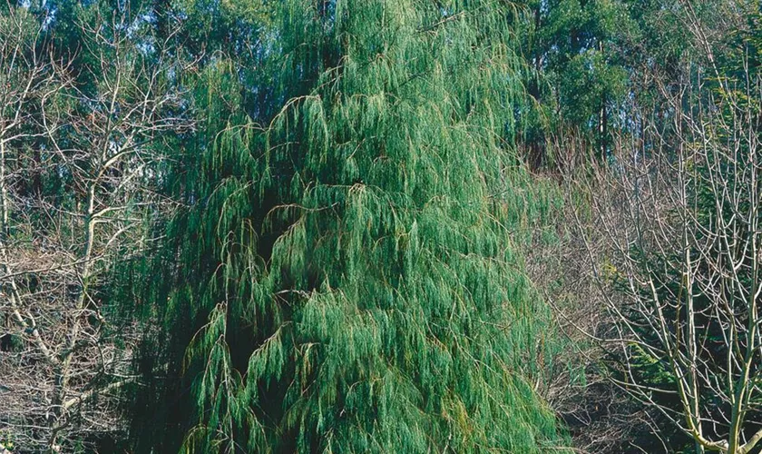 Gartenzypresse 'Imbricata Pendula'