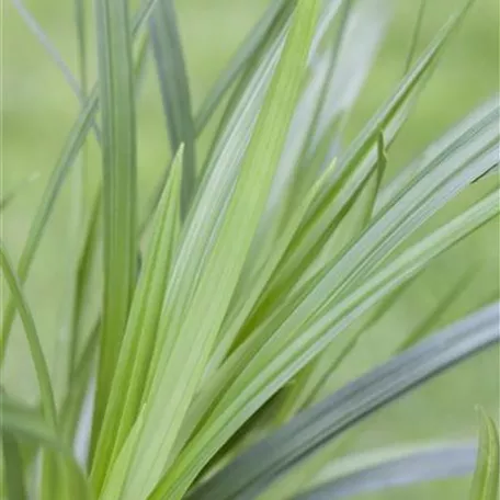 Carex morrowii ssp. foliosissima 'Irish Green'