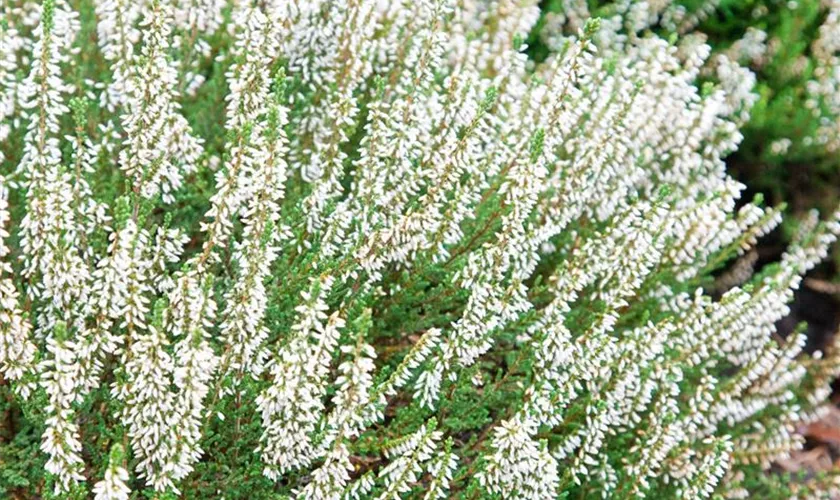 Calluna vulgaris 'Venetia'