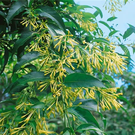 Cestrum nocturnum 'Galant de Nuit'