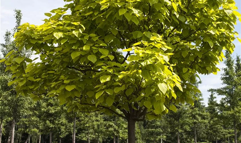 Reichfruchtender Trompetenbaum 'Aurea'