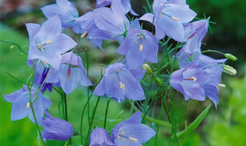 Rundblättrige Garten-Glockenblume 'Olympica'