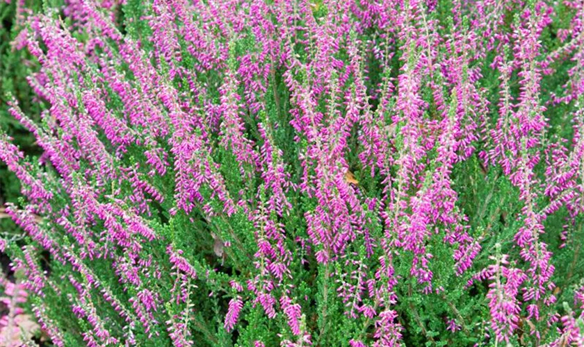 Calluna vulgaris 'Violetta'