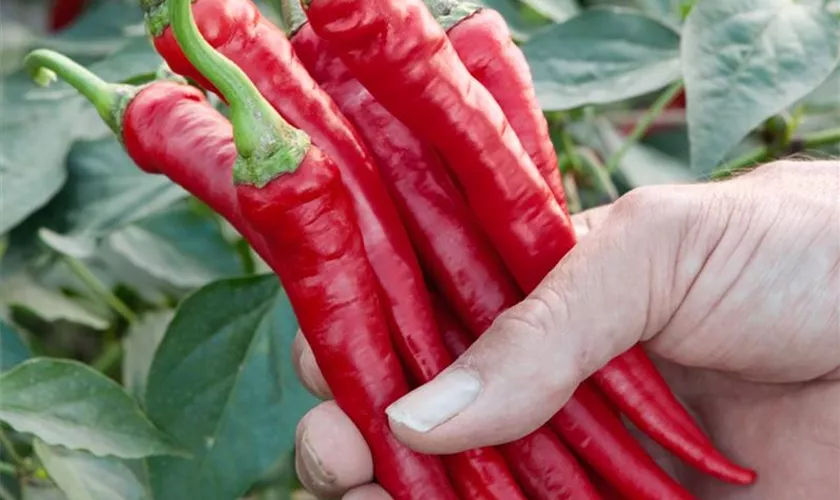 Türkischer Spitzpaprika 'Rote Spirale'