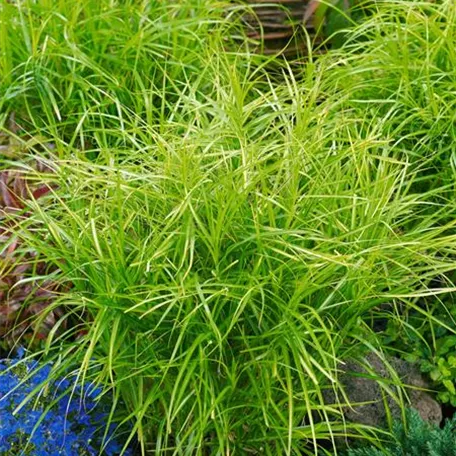 Carex muskingumensis 'Silberstreif'