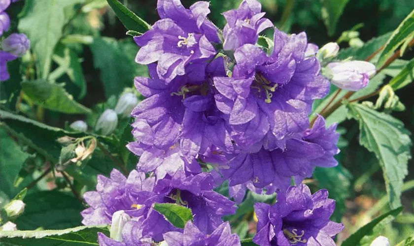 Nesselblättrige Garten-Glockenblume 'Bernice'